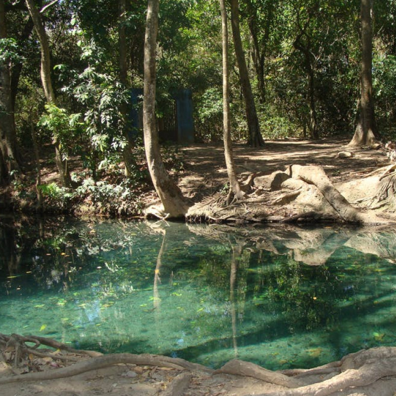 cañave-corpoguajira