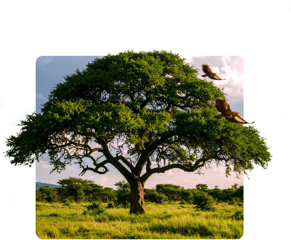 imgarbol-naturaleza-min