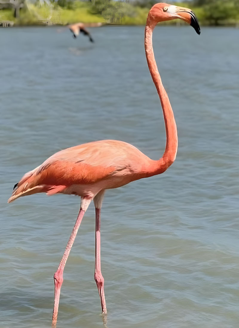 musisheaves-corpoguajira-min