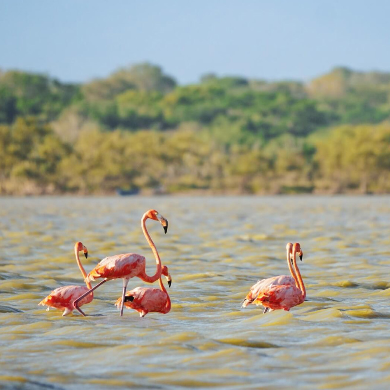protegidos-corpoguajira