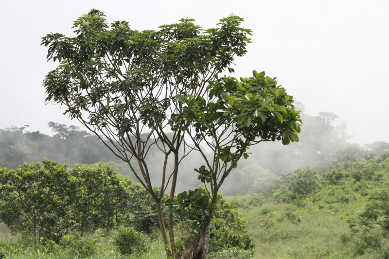 Parque-Regional-Natural-Cerro-Pintao-corpoguajira