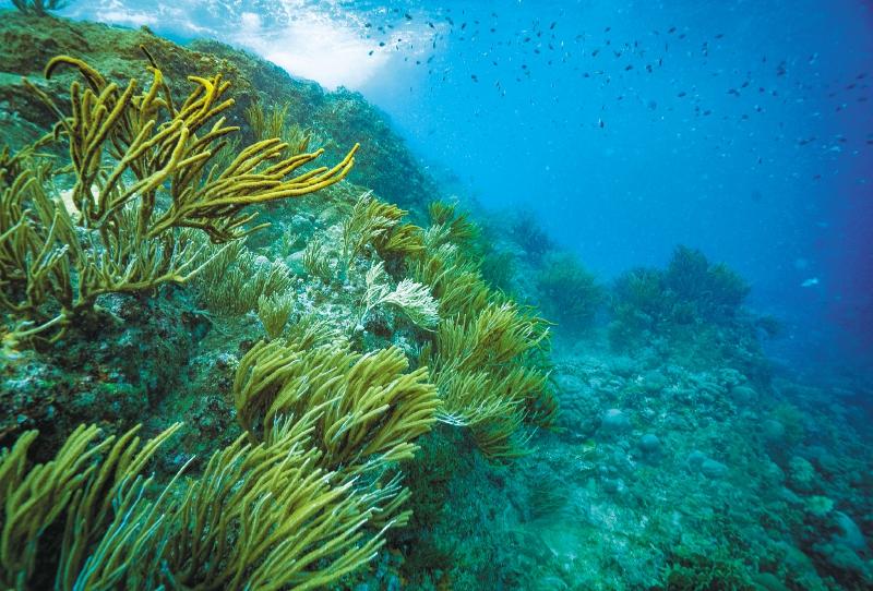 Parque-Regional-Natural-Cerro-Pintao-corpoguajira
