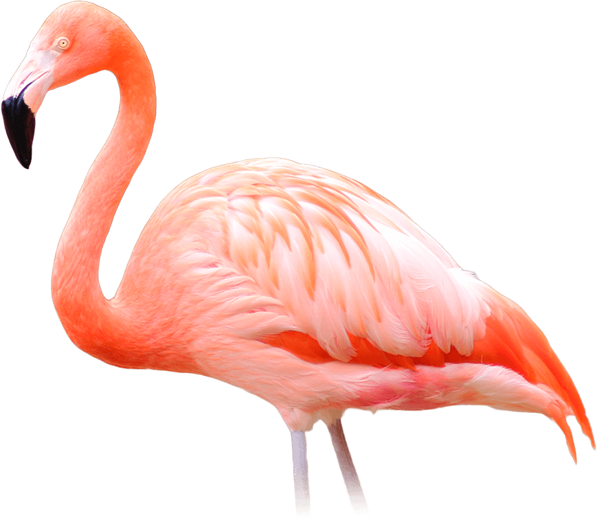 ave-corpoguajira (1)